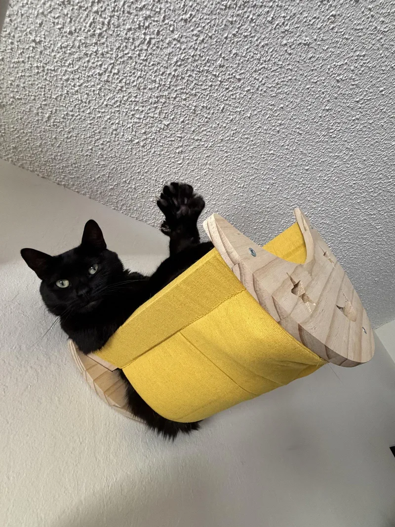 An adult medium-sized female Black Domestic Short Hair cat named Luna for adoption in Oakland, CA