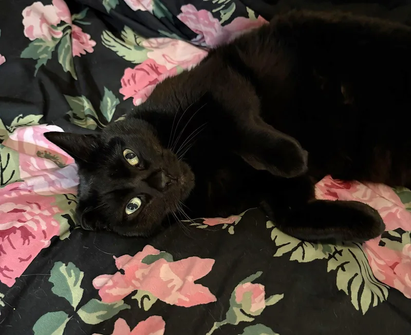 Luna thumbnail 2