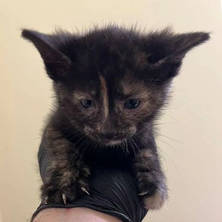 A baby small-sized female Tortoiseshell Domestic Short Hair cat named Erli for adoption in Winchester, VA