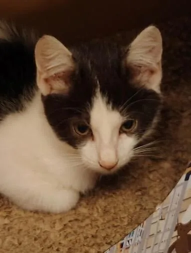 A baby large-sized male Domestic Medium Hair cat named Indy for adoption in Fort Myers, FL