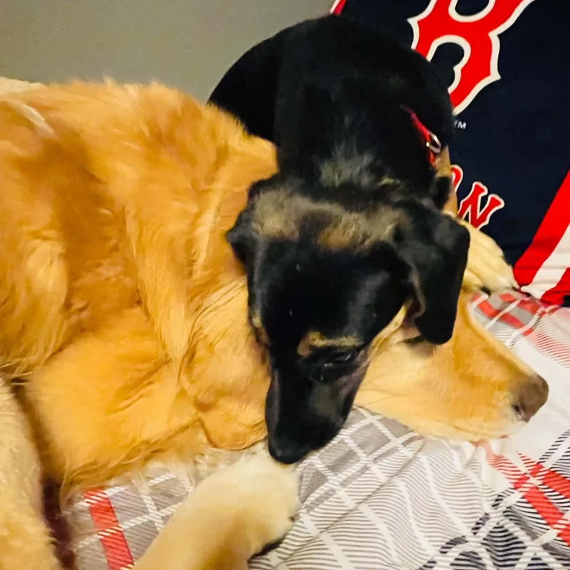 A young medium-sized male Mixed Breed dog named Dean for adoption in Blacksburg, VA