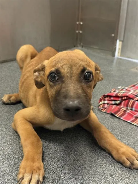 A young large-sized male Mixed Breed dog named Bash for adoption in Dallas, TX