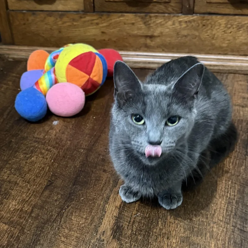 An adult medium-sized female Gray / Blue / Silver Domestic Short Hair cat named Sapphire for adoption in Indianapolis, IN