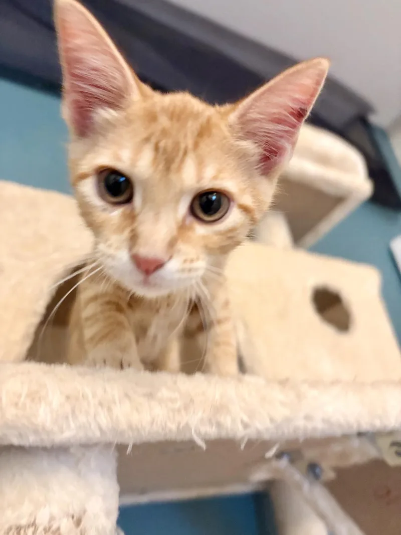 A young medium-sized male Buff & White Domestic Short Hair cat named Rowdy for adoption in Luling, TX