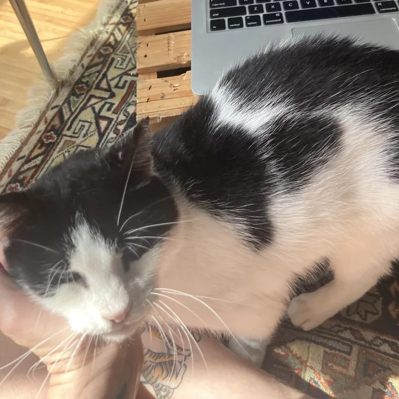 An adult large-sized male White Domestic Short Hair cat named Avery for adoption in Middle Village, NY