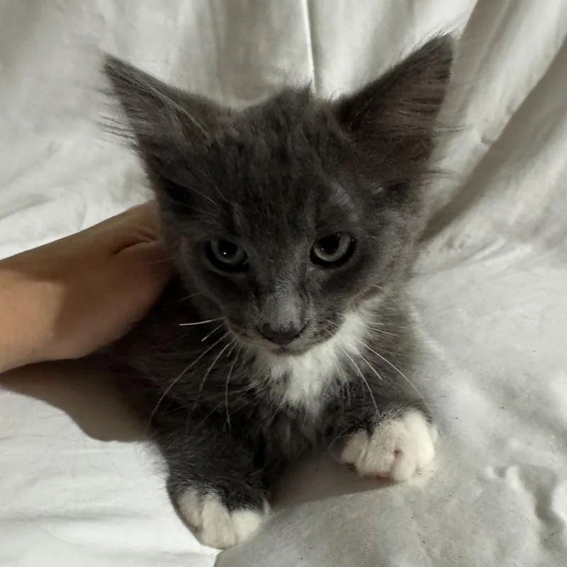 A baby small-sized male Gray / Blue / Silver Domestic Medium Hair cat named Jasper for adoption in Sunnyvale, CA