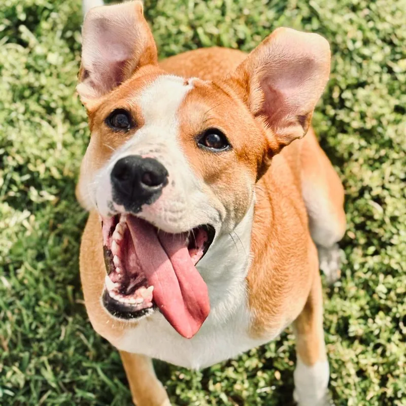 A young small-sized female Mixed Breed dog named Fraya for adoption in State College, PA