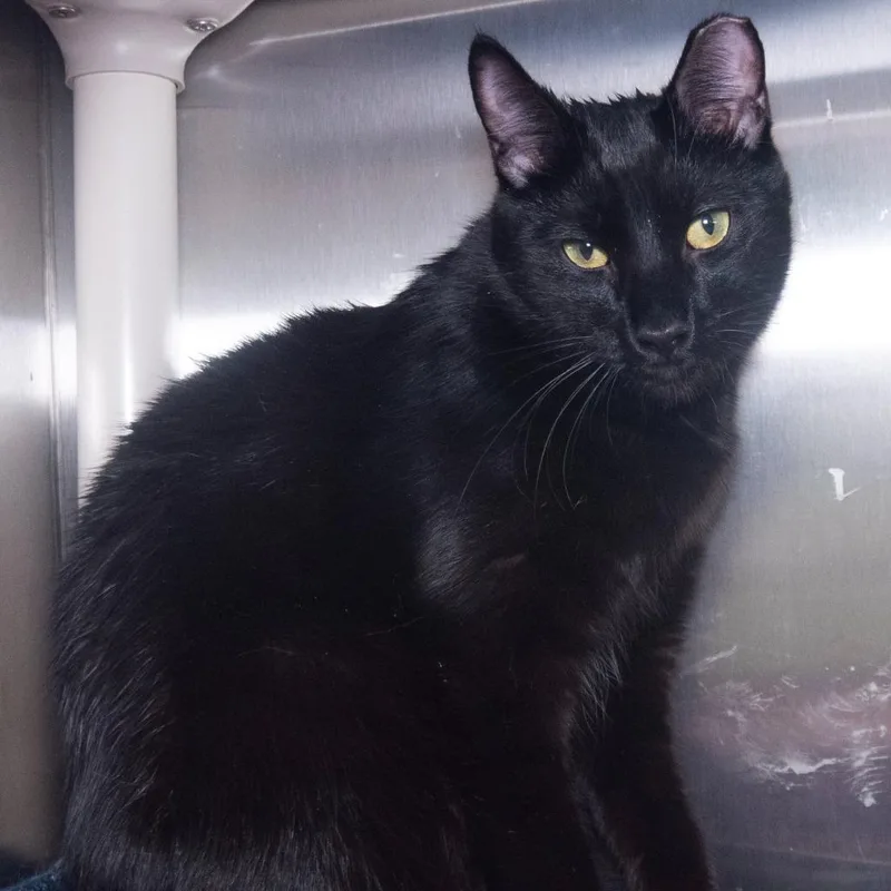 A baby medium-sized male Domestic Short Hair cat named Everest for adoption in Shoreline, WA