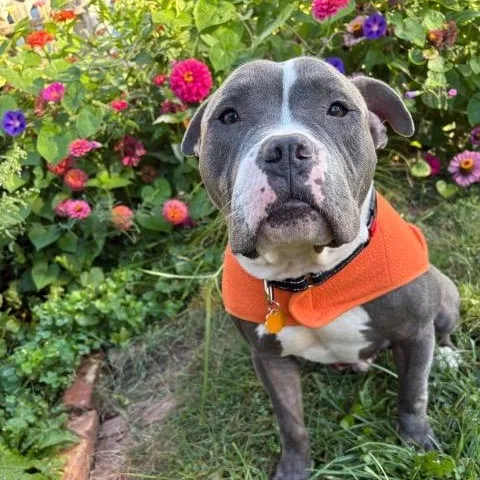 An adult medium-sized male Pit Bull Terrier dog named Cappy for adoption in Chicago, IL