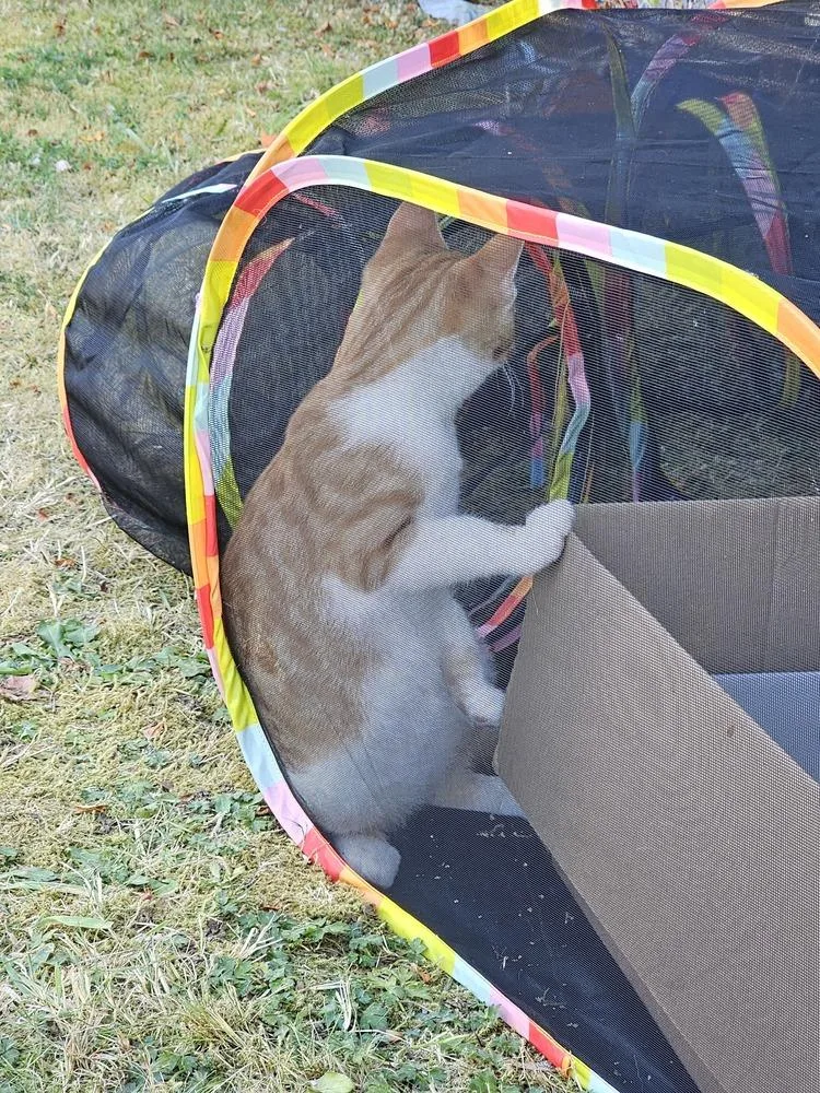 A baby small-sized male Domestic Short Hair cat named Oliver for adoption in Bellingham, WA