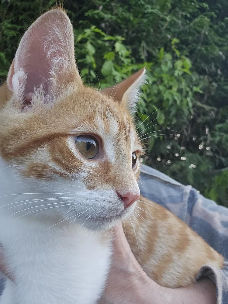 Oliver thumbnail 3