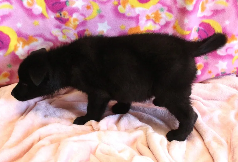 A baby large-sized male Black German Shepherd Dog dog named Cashew for adoption in Yucca Valley, CA