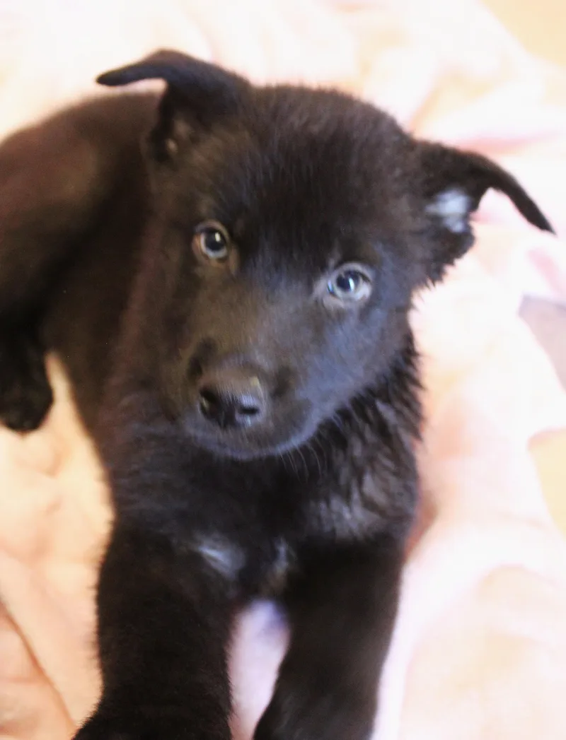 Cashew thumbnail 3