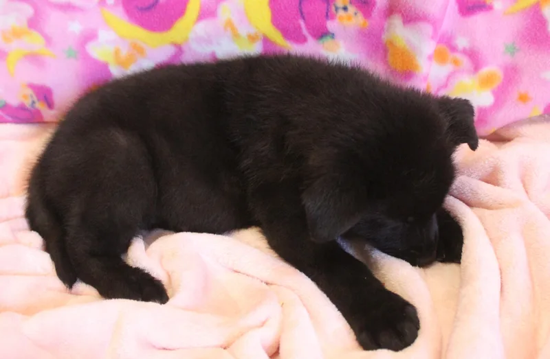 Cashew thumbnail 4