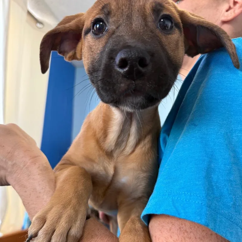 A baby small-sized female Brown / Chocolate Mixed Breed dog named Pumpkin for adoption in Wahiawa, HI