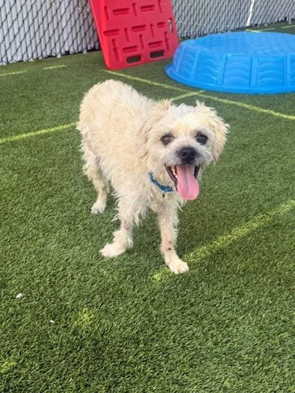 A young small-sized male Terrier dog named Charlie for adoption in San Diego, CA