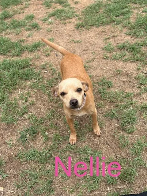A young small-sized female Chihuahua dog named Nellie for adoption in Zimmerman, MN