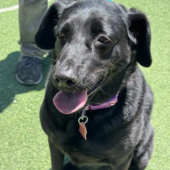 A senior large-sized female Labrador Retriever dog named Blackie for adoption in San Diego, CA
