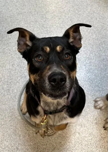 A young medium-sized female Australian Shepherd dog named Harley for adoption in San Luis Obispo, CA