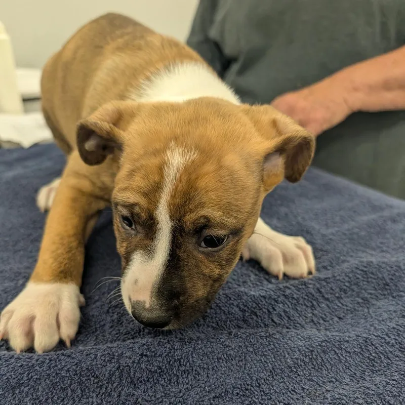 A baby small-sized female Yellow / Tan / Blond / Fawn Labrador Retriever dog named Mudflap for adoption in Winston Salem, NC