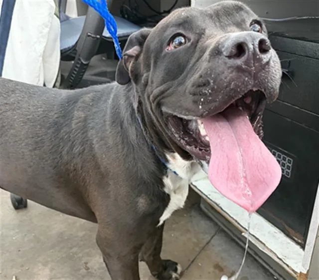 An adult large-sized male Mixed Breed dog named Honor for adoption in Dallas, TX
