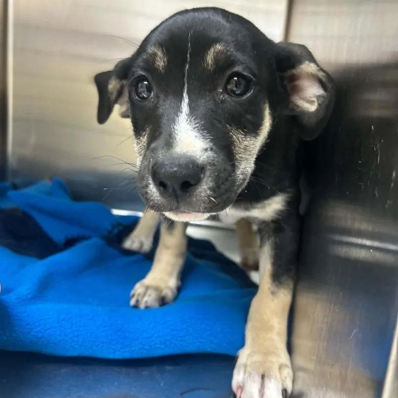 A baby small-sized female Black Standard Schnauzer dog named Jess for adoption in Tyler, TX