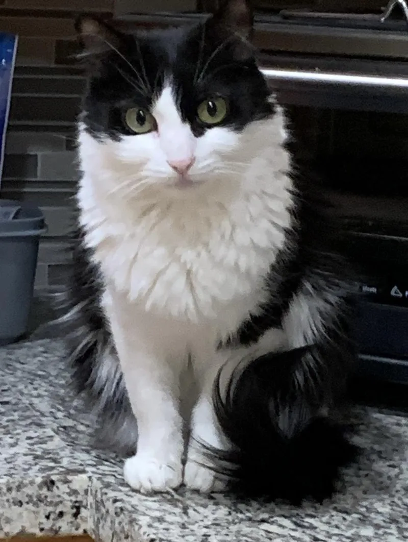 An adult medium-sized female Black & White / Tuxedo Domestic Short Hair cat named Desierto for adoption in Joshua Tree, CA