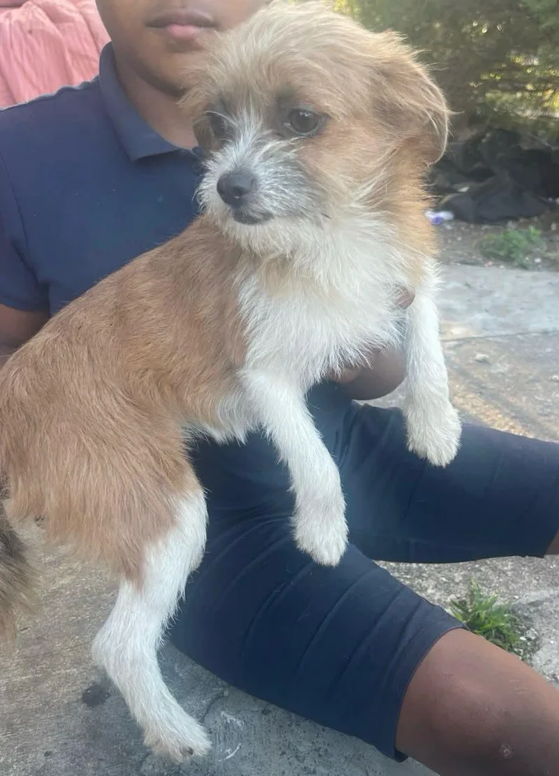 A young small-sized female Terrier dog named Rumi for adoption in Pompano Beach, FL