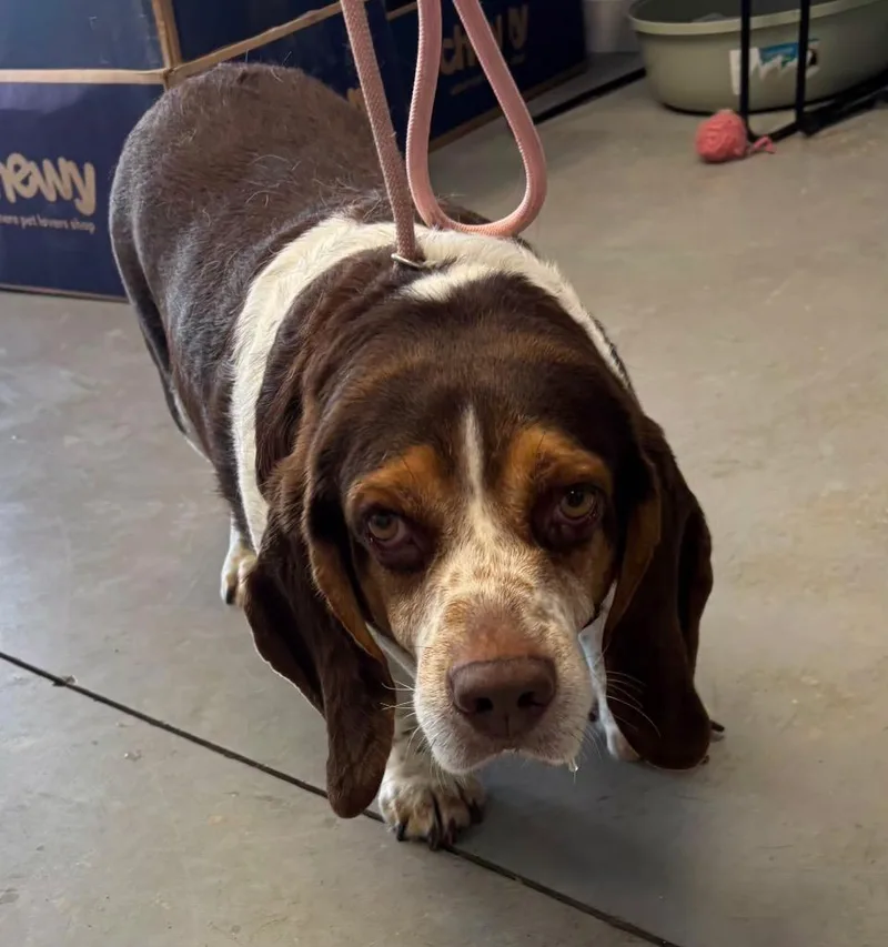A senior medium-sized male Basset Hound dog named Bagel for adoption in Hartford City, IN