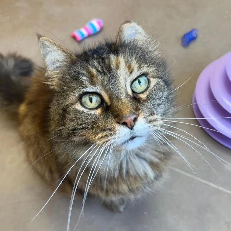 A senior medium-sized female Domestic Long Hair cat named Empress Eggplant for adoption in Cincinnati, OH