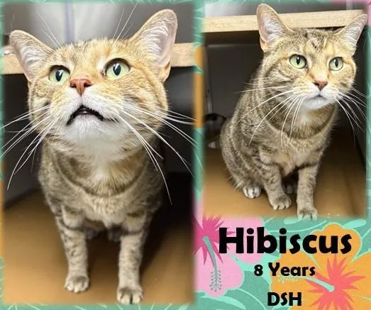 A senior medium-sized female Tabby (Brown / Chocolate) Domestic Short Hair cat named Hibiscus for adoption in Franklin, IN