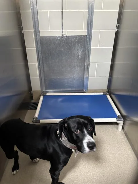 A young large-sized male American Staffordshire Terrier dog named Romeo for adoption in Grand Prairie, TX