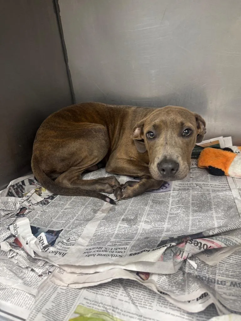 A baby medium-sized male Mountain Cur dog named Brisk for adoption in Sorrento, LA