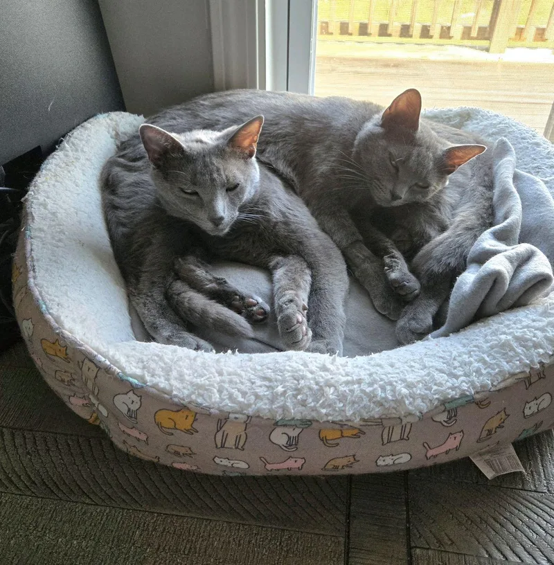 A young medium-sized female Gray / Blue / Silver Domestic Short Hair cat named Bella for adoption in Murfreesboro, TN