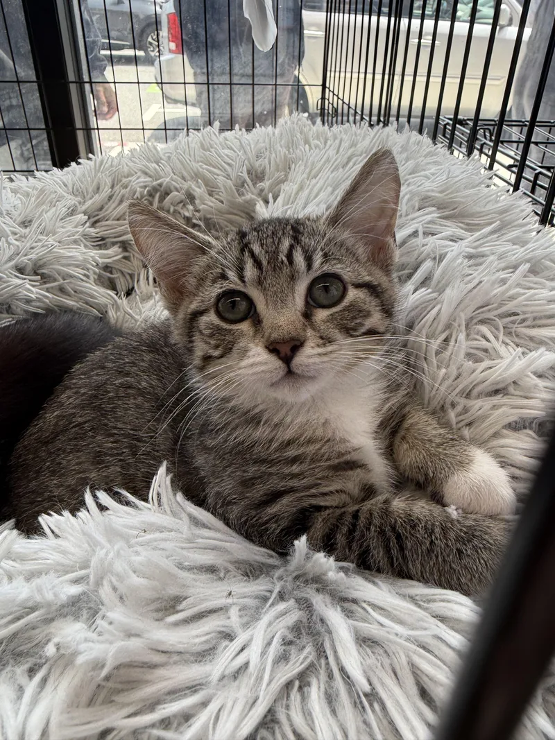 A baby small-sized female Domestic Short Hair cat named Penny for adoption in Long Beach, CA