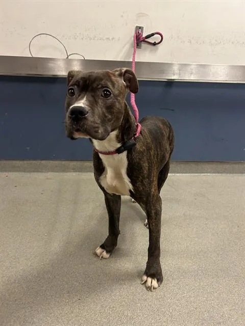 A young medium-sized male Terrier dog named Buster for adoption in Miami, FL