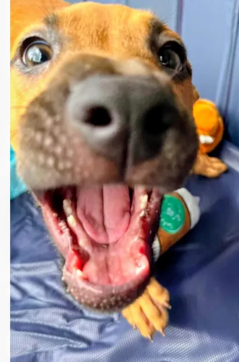 A young medium-sized male Apricot / Beige Labrador Retriever dog named Honey for adoption in Hampton, VA