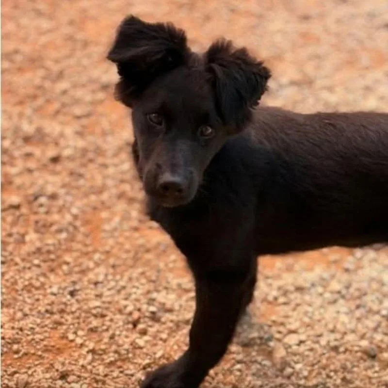 A baby medium-sized male Black Mixed Breed dog named Ricky for adoption in Alexandria, VA