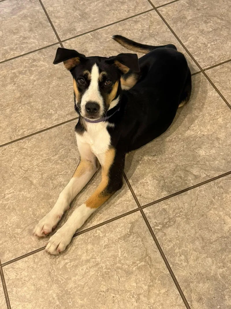 A baby medium-sized female Border Collie dog named Daisy for adoption in polkton, NC