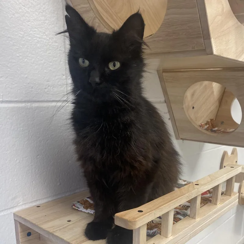 An adult medium-sized male Black Domestic Long Hair cat named Hamlet for adoption in Dayton, OH
