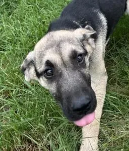A baby large-sized female Bicolor Anatolian Shepherd dog named Reba for adoption in Stevensville, MI
