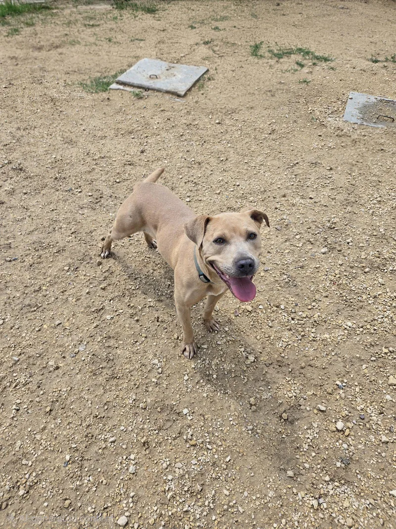 An adult medium-sized female Labrador Retriever dog named Potato for adoption in Maquoketa, IA