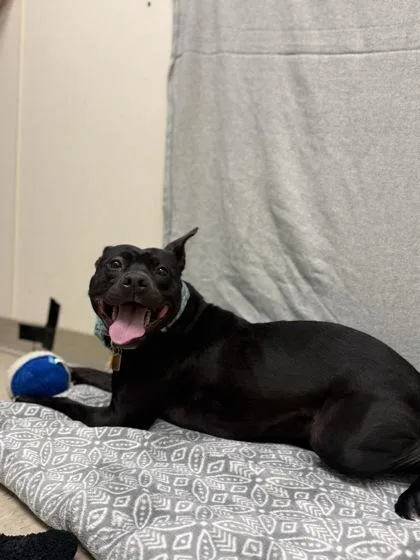 A young medium-sized female Black Mixed Breed dog named Matilda for adoption in Hamilton, OH