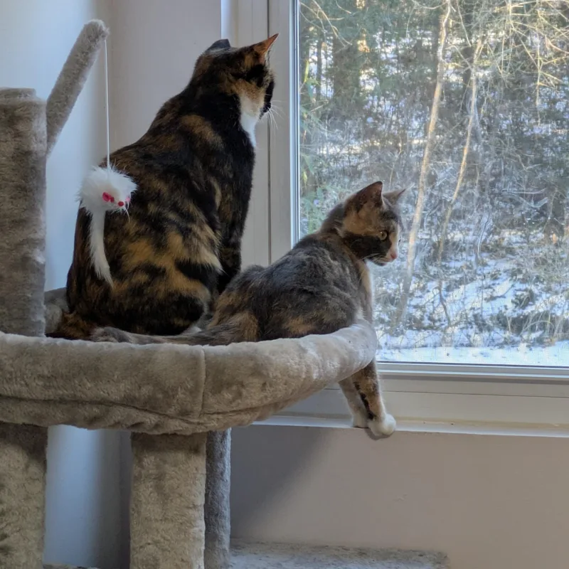 Shake Your Flakes thumbnail 2