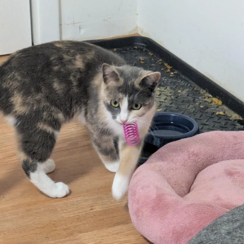 Shake Your Flakes thumbnail 3