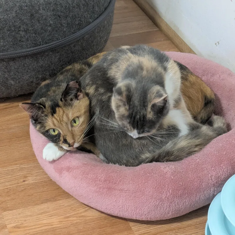 Shake Your Flakes thumbnail 4