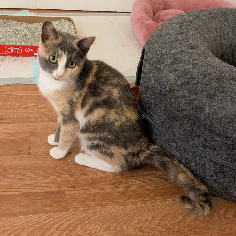 Shake Your Flakes thumbnail 6