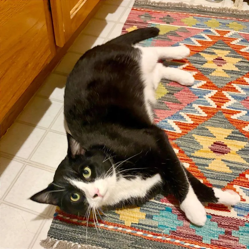 An adult large-sized male Black Domestic Short Hair cat named Coffee for adoption in Washington, DC