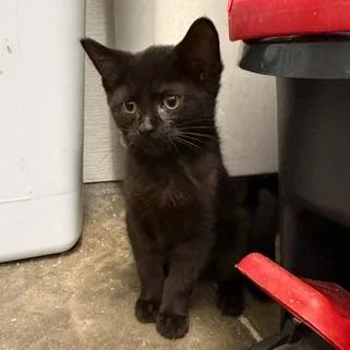 A baby small-sized female Black Domestic Short Hair cat named Cara for adoption in Falls Church, VA