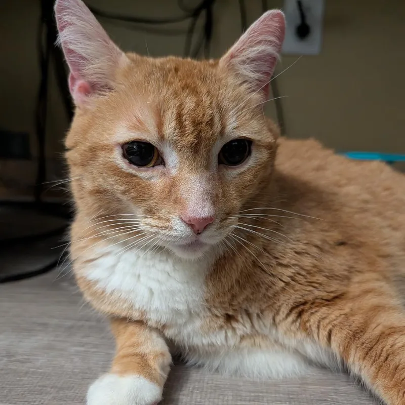 An adult large-sized male Domestic Short Hair cat named Moose for adoption in Woodstock, GA